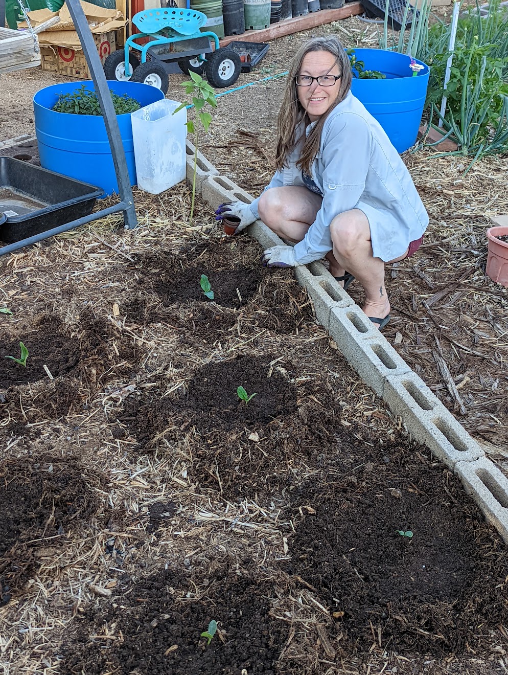 Planting in early wood mulch with fresh soil