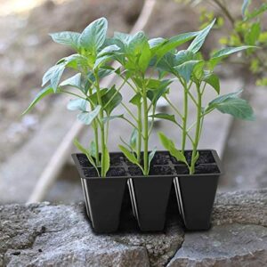 Seedling Plant Six-Pack