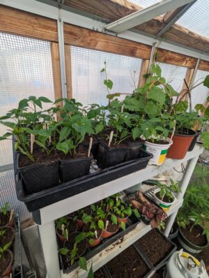 Seedling Plant Single Pot