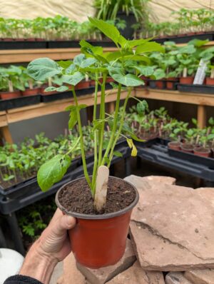 Plant X-Large Pot 3, 4, 5 Plant Count .00