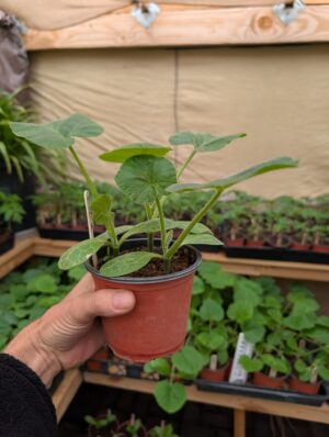 Plant Seedling Single Large Pot .00