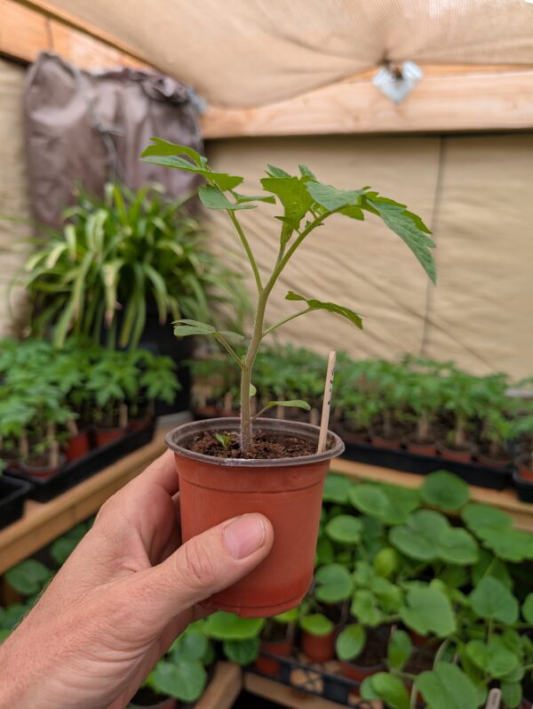 Plant Seedling Single Small Pot .00