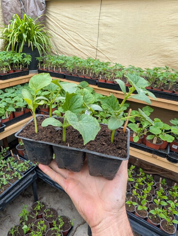 Seedling Plant Six-Pack .00